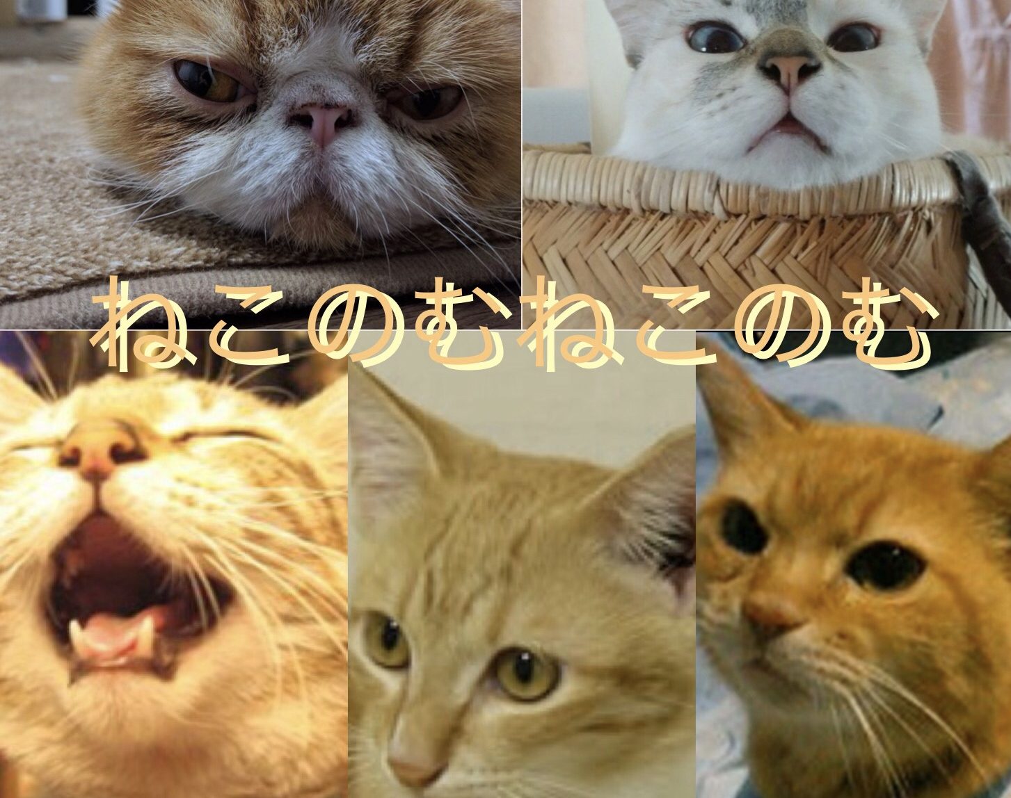 ねこのむねこのむ